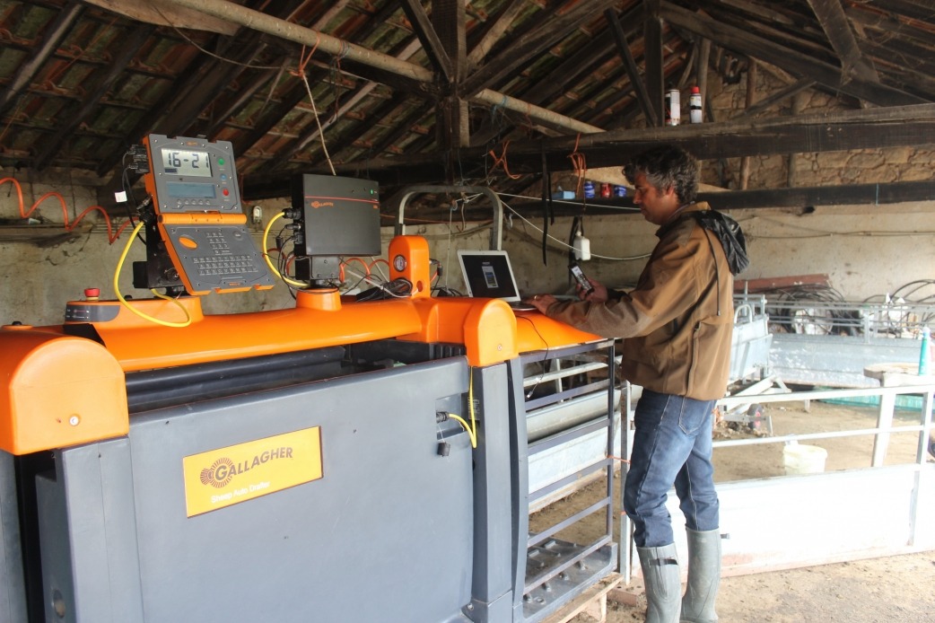 Cliente Sheep Auto Drafter