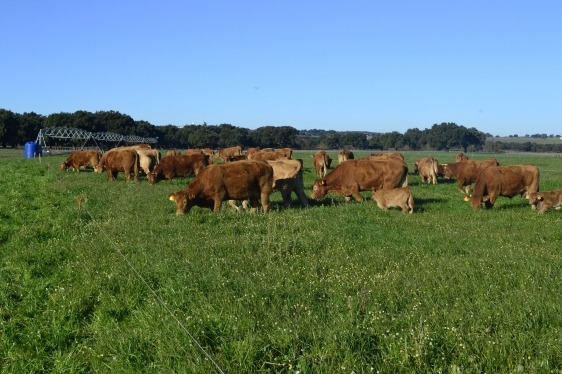 Vaca cerca elétrica