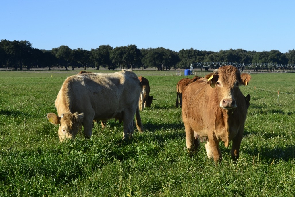 Vaca