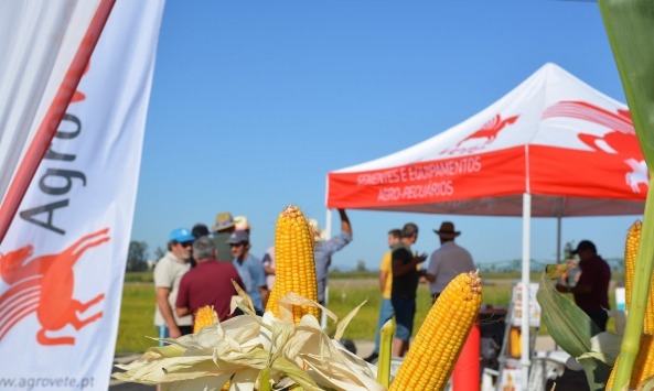 Mondego Agrícola 4