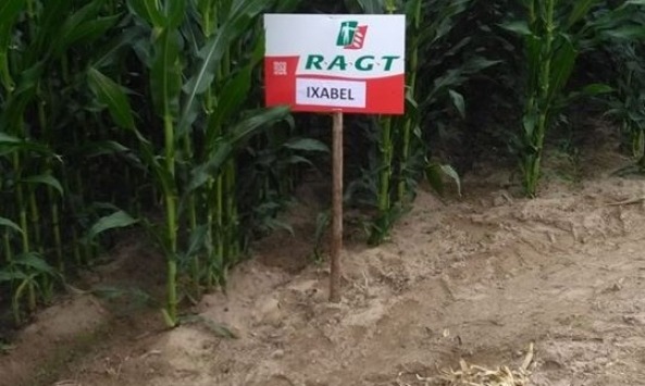 Rgt ixabel