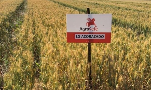 Dia de Campo CERSUL5