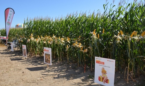 Mondego Agrícola 1