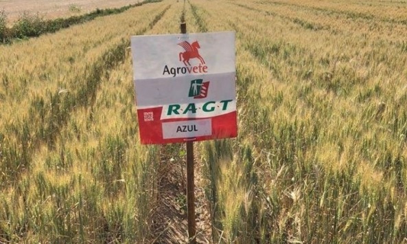 Dia de Campo CERSUL7