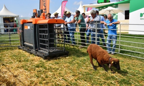 SheepAutoDrafter Agroglobal