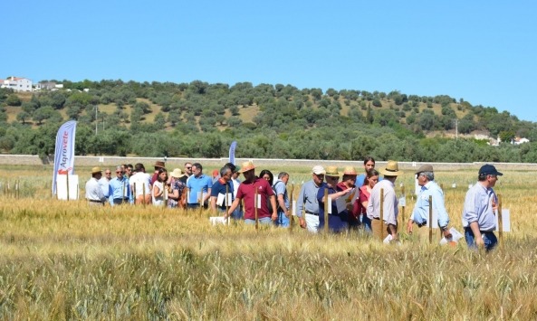 INIAV Elvas15
