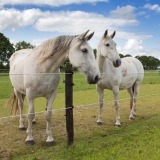 Agrovete - Equifence branco 250 m 5 Thumb