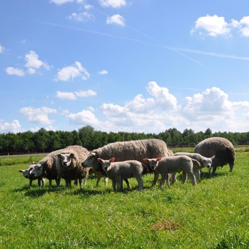 Agrovete - Rede Elétrica Ovelhas 0,90 m com estaca dupla x 50m 6