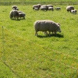 Agrovete - Rede Elétrica Ovelhas 0,90 m com estaca dupla x 50m 3 Thumb