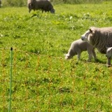 Agrovete - Rede Elétrica Ovelhas 0,90 m com estaca dupla x 50m 2 Thumb