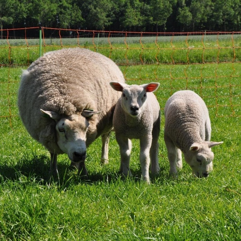 Agrovete - Rede Elétrica Ovelhas 0,90 m com estaca dupla x 50m 7