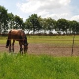 Agrovete - Poste Horse Castanho 1,55m - 5 uni. 5 Thumb