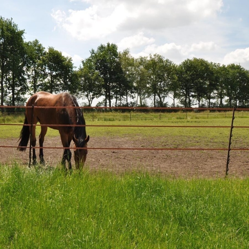 Agrovete - Poste Horse Castanho 1,55m - 5 uni. 5